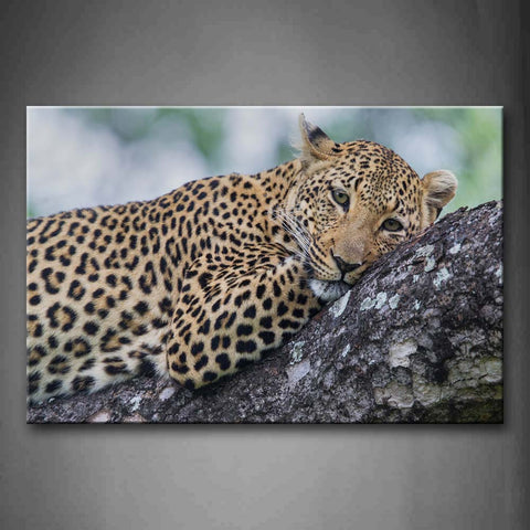 Leopard Lie On Rock Wall Art Painting Pictures Print On Canvas Animal The Picture For Home Modern Decoration 