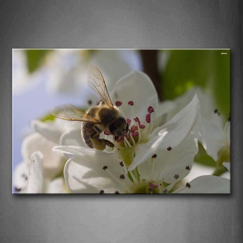 Yellow Bee Gather Honey On White Flower Wall Art Painting The Picture Print On Canvas Animal Pictures For Home Decor Decoration Gift 