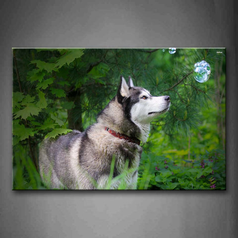 Husky Stand In Forest Looking At Bubbles Wall Art Painting The Picture Print On Canvas Animal Pictures For Home Decor Decoration Gift 