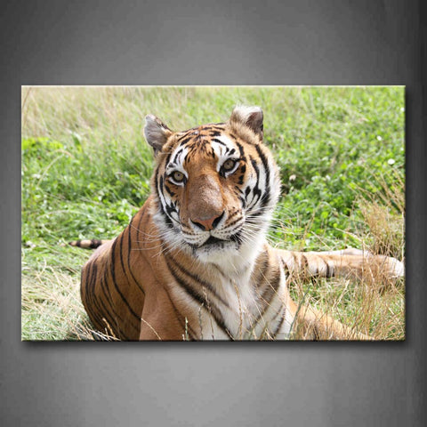 Tiger Lie On Grass Wall Art Painting The Picture Print On Canvas Animal Pictures For Home Decor Decoration Gift 