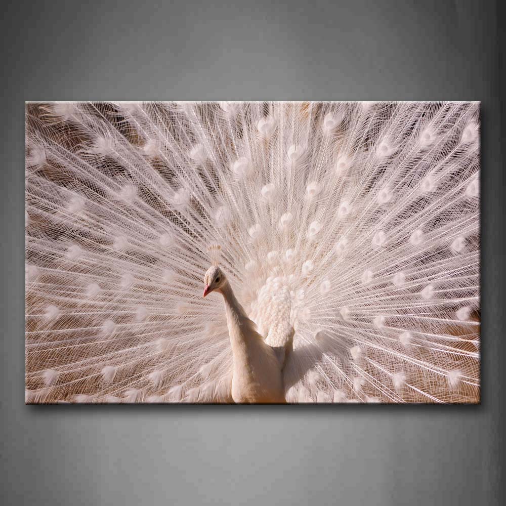 White Peacock Show Its Tail Wall Art Painting The Picture Print On Canvas Animal Pictures For Home Decor Decoration Gift 