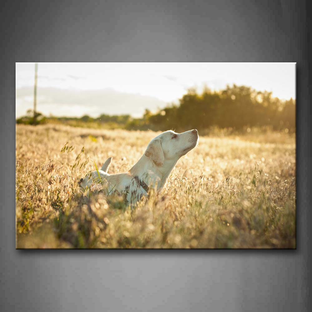 White Dog Stand On Grass Look At Sky Wall Art Painting Pictures Print On Canvas Animal The Picture For Home Modern Decoration 