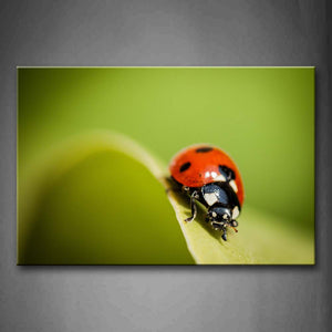 Ladybug Stay On Leaf Wall Art Painting Pictures Print On Canvas Animal The Picture For Home Modern Decoration 