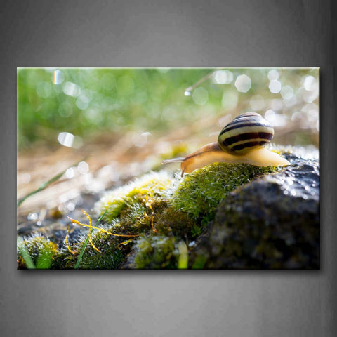 Snail Stay On Stone With Moss Wall Art Painting Pictures Print On Canvas Animal The Picture For Home Modern Decoration 