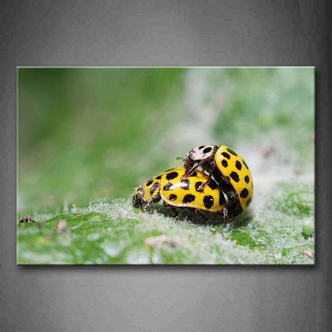 Two Yellow Insects On Leaf Wall Art Painting Pictures Print On Canvas Animal The Picture For Home Modern Decoration 