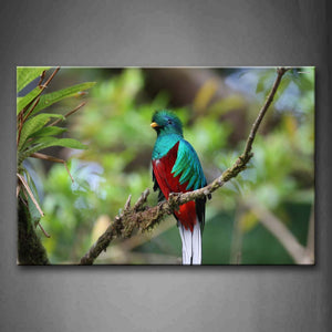 Quetzal Stand On Branch Wall Art Painting Pictures Print On Canvas Animal The Picture For Home Modern Decoration 