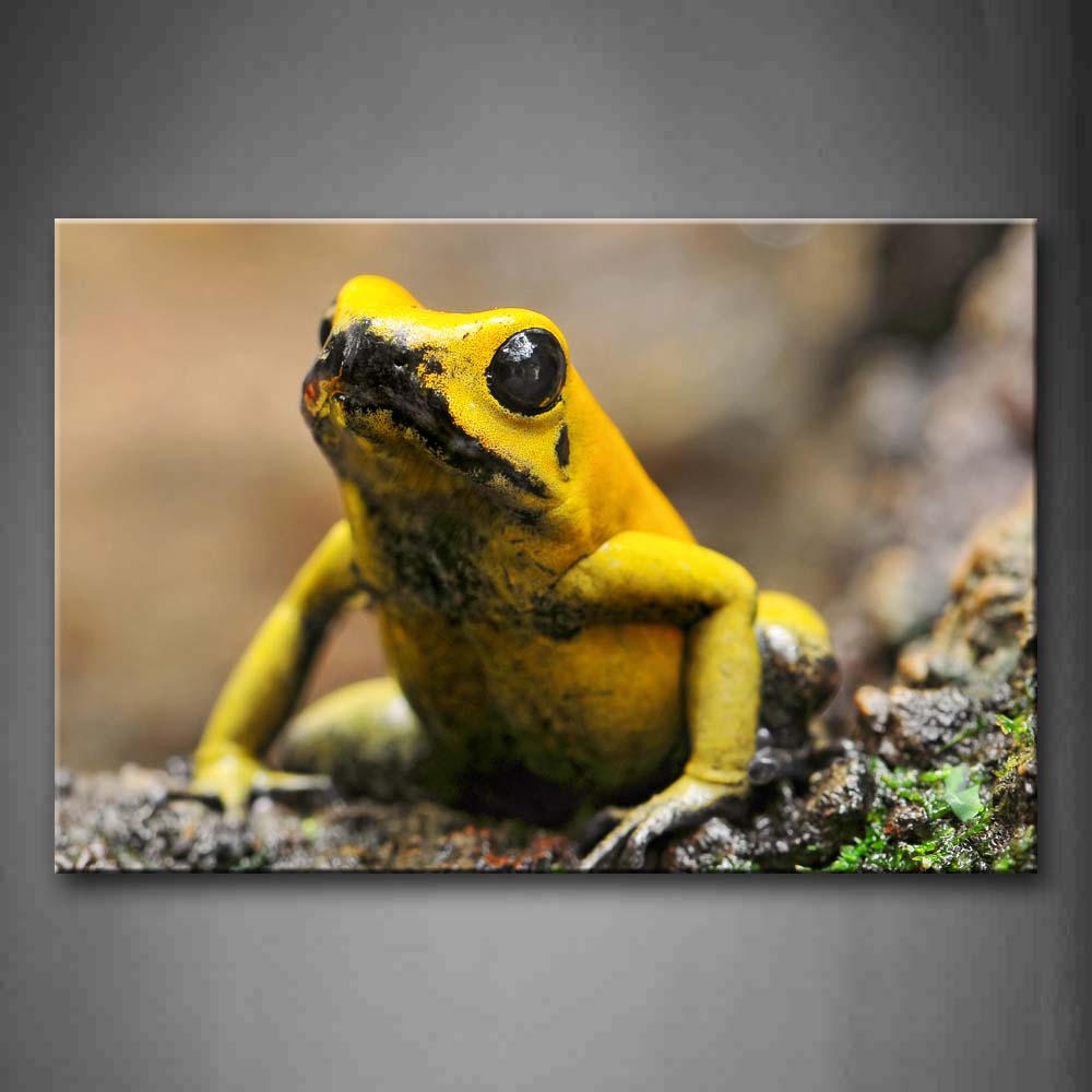 Golden Poison Frog Stay On Soil Land Wall Art Painting The Picture Print On Canvas Animal Pictures For Home Decor Decoration Gift 