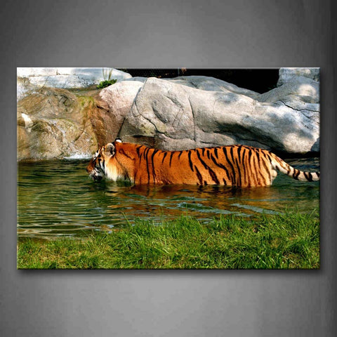 Tiger Walk In River Near Stones Wall Art Painting Pictures Print On Canvas Animal The Picture For Home Modern Decoration 