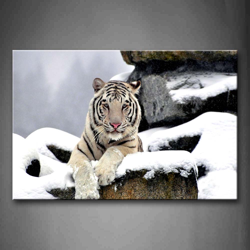 White Tiger Lie On Stone With Snow Wall Art Painting Pictures Print On Canvas Animal The Picture For Home Modern Decoration 