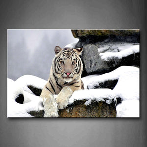 White Tiger Lie On Stone With Snow Wall Art Painting Pictures Print On Canvas Animal The Picture For Home Modern Decoration 