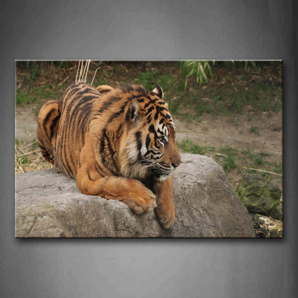 Tiger Lie On Stone  Wall Art Painting The Picture Print On Canvas Animal Pictures For Home Decor Decoration Gift 