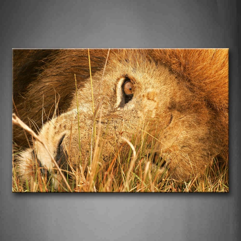 Brown Lion Lie On Lawn Wall Art Painting The Picture Print On Canvas Animal Pictures For Home Decor Decoration Gift 