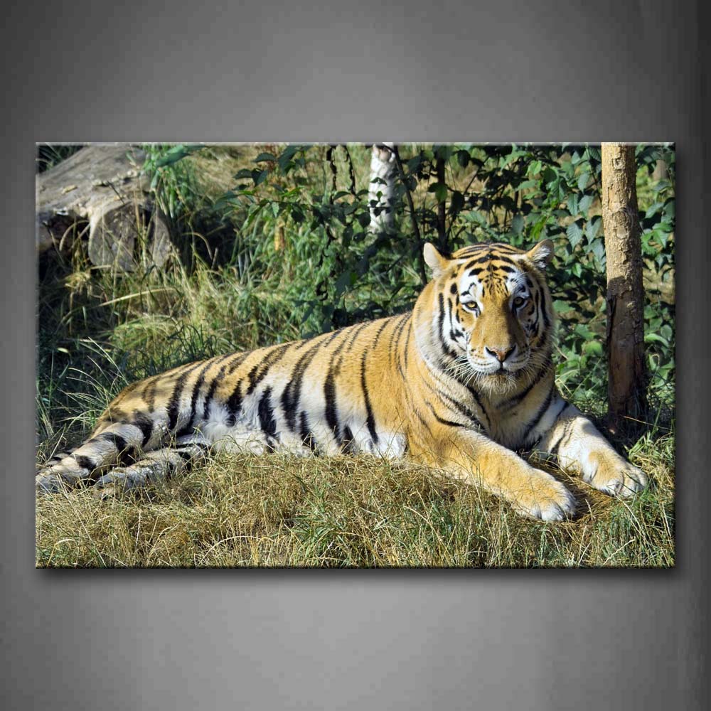 Tiger Lie Near Tree And Stone Wall Art Painting The Picture Print On Canvas Animal Pictures For Home Decor Decoration Gift 