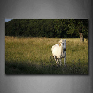 White Horse Run On Grass  Wall Art Painting The Picture Print On Canvas Animal Pictures For Home Decor Decoration Gift 