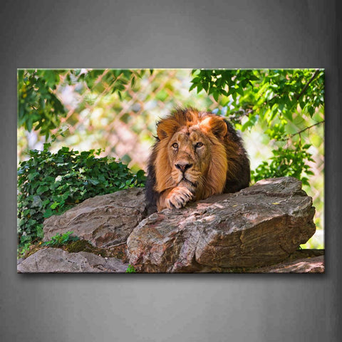 Lion Lie On Stone Under The Tree Wall Art Painting Pictures Print On Canvas Animal The Picture For Home Modern Decoration 