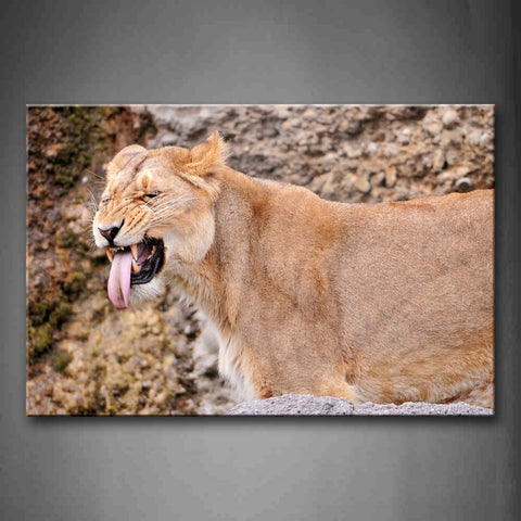 Lion Lie On Soil Stick Out Tongue Wall Art Painting Pictures Print On Canvas Animal The Picture For Home Modern Decoration 