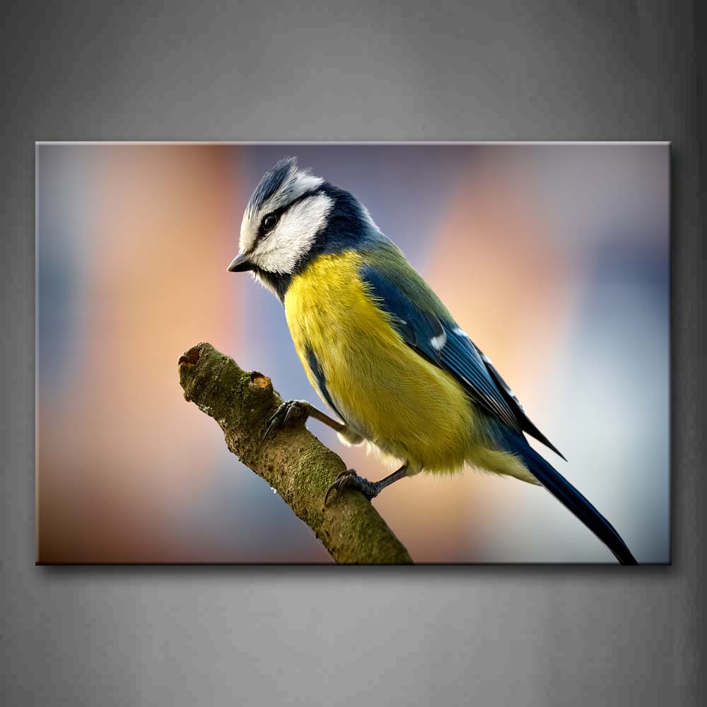 Blue And Yellow Bird Stand On Branch Wall Art Painting The Picture Print On Canvas Animal Pictures For Home Decor Decoration Gift 