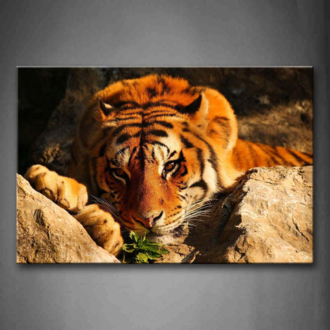 Brown Tiger Lie On Stones Wall Art Painting Pictures Print On Canvas Animal The Picture For Home Modern Decoration 