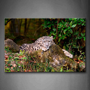 Snow Leopard Lie On Stone Leaves Wall Art Painting The Picture Print On Canvas Animal Pictures For Home Decor Decoration Gift 