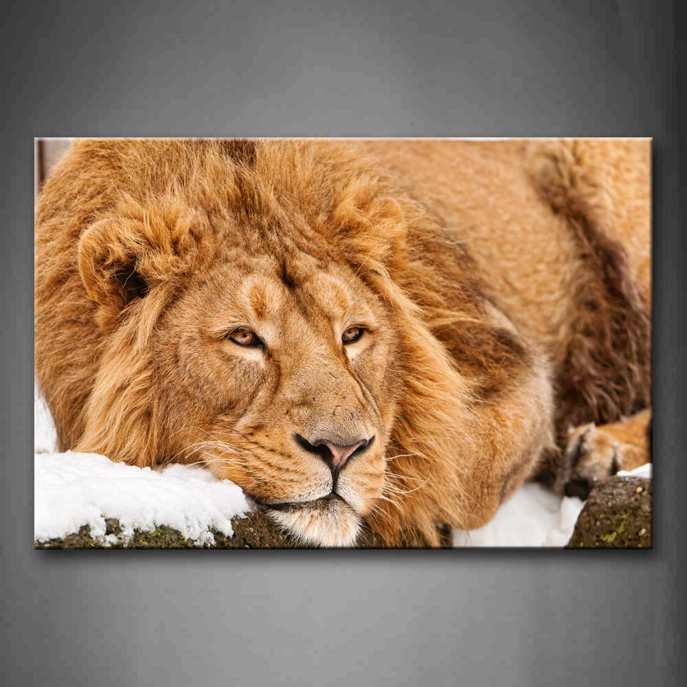 Brown Lion Lie On Stone With Snow Wall Art Painting Pictures Print On Canvas Animal The Picture For Home Modern Decoration 