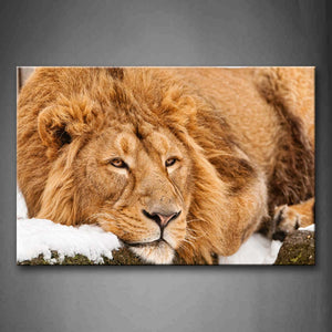 Brown Lion Lie On Stone With Snow Wall Art Painting Pictures Print On Canvas Animal The Picture For Home Modern Decoration 