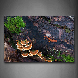 Brown Newt Stay On Wood  With Mushroom Grass Wall Art Painting Pictures Print On Canvas Animal The Picture For Home Modern Decoration 