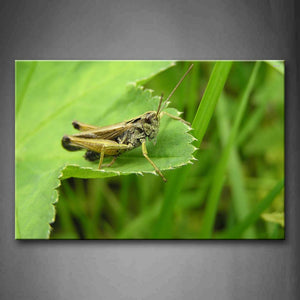 Grasshopper Stay On Leaf  Wall Art Painting The Picture Print On Canvas Animal Pictures For Home Decor Decoration Gift 