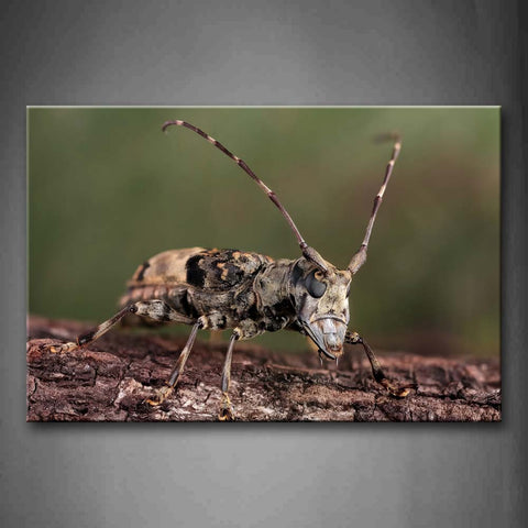 Insect Stay On Dry Wood Wall Art Painting Pictures Print On Canvas Animal The Picture For Home Modern Decoration 