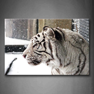 White Tiger Stand On Snowfield When Snowing Wall Art Painting Pictures Print On Canvas Animal The Picture For Home Modern Decoration 