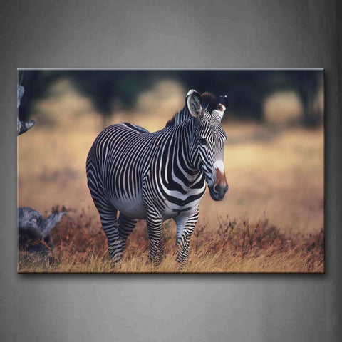 Zebra Stand On Lawn  Wall Art Painting The Picture Print On Canvas Animal Pictures For Home Decor Decoration Gift 