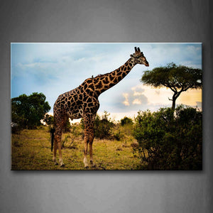 Giraffe Eat Leaves In Tree  Wall Art Painting Pictures Print On Canvas Animal The Picture For Home Modern Decoration 