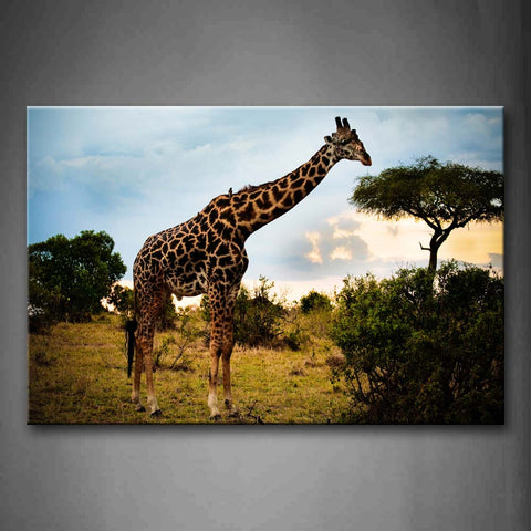 Giraffe Eat Leaves In Tree  Wall Art Painting Pictures Print On Canvas Animal The Picture For Home Modern Decoration 