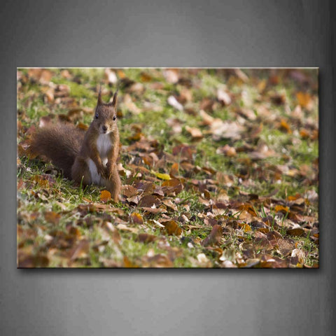 Squirrel Sit On Fallen Leafs Grass Wall Art Painting The Picture Print On Canvas Animal Pictures For Home Decor Decoration Gift 