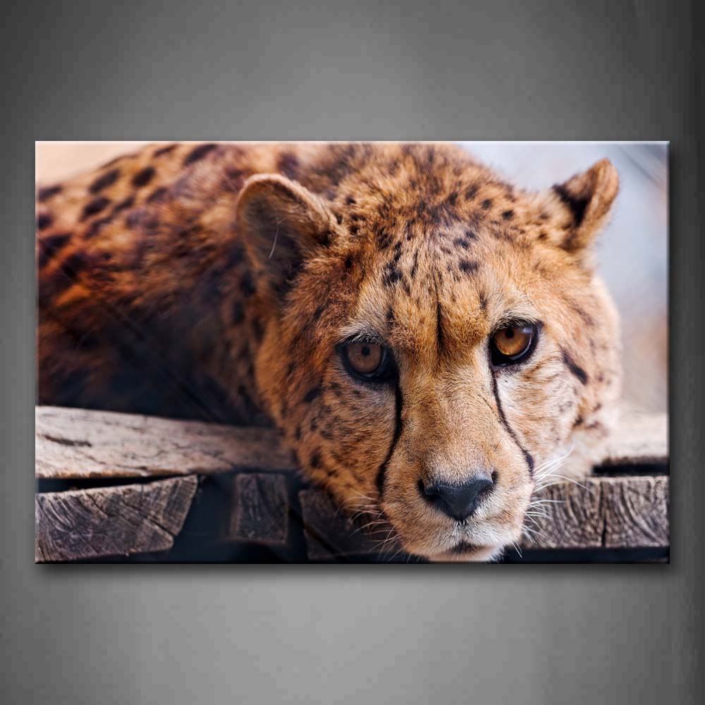 Cheetah Bend Over On Wood Path Wall Art Painting Pictures Print On Canvas Animal The Picture For Home Modern Decoration 