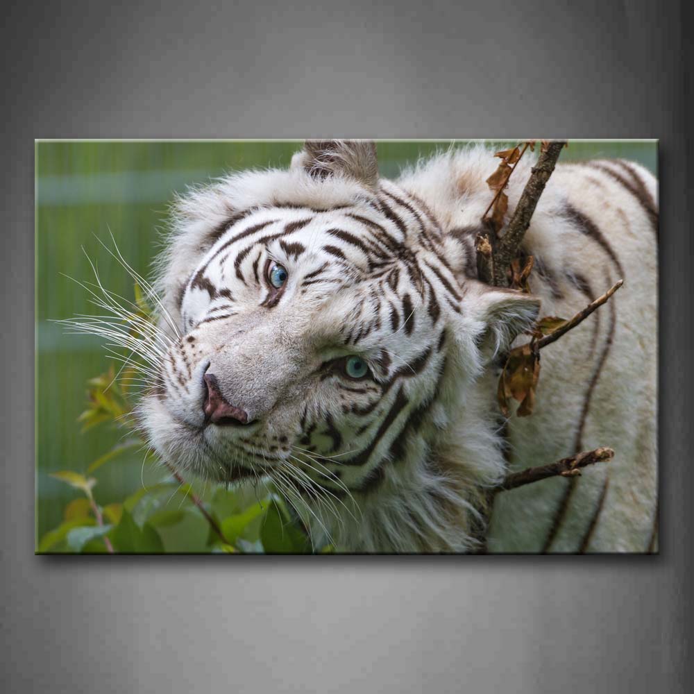 White Tiger Grind Small Tree Wall Art Painting The Picture Print On Canvas Animal Pictures For Home Decor Decoration Gift 