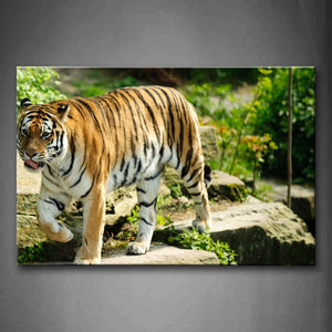 Tiger Walk On Rock Grass Plant Wall Art Painting The Picture Print On Canvas Animal Pictures For Home Decor Decoration Gift 