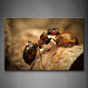 Ant Drinking Myron On Wood Wall Art Painting The Picture Print On Canvas Animal Pictures For Home Decor Decoration Gift 