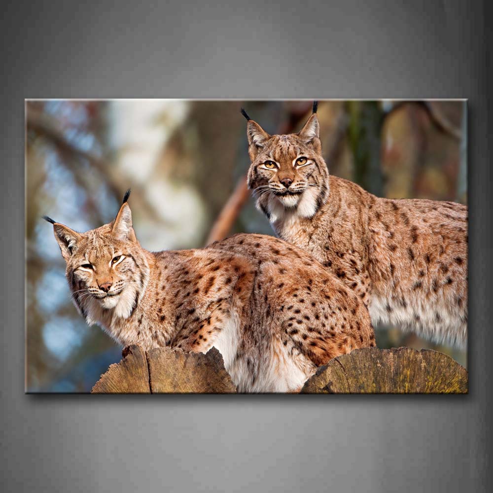 Lynx Stand On Wood Wall Art Painting Pictures Print On Canvas Animal The Picture For Home Modern Decoration 