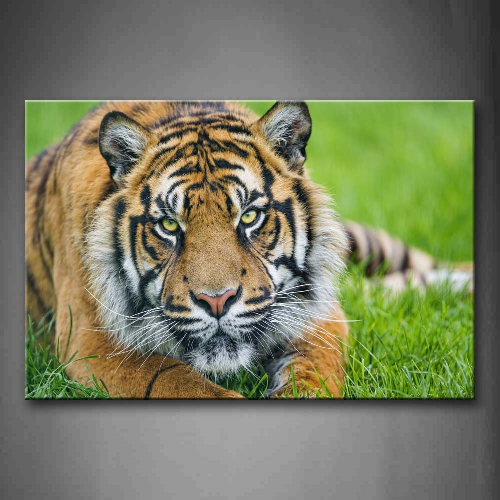 Tiger Staring On Grass Wall Art Painting The Picture Print On Canvas Animal Pictures For Home Decor Decoration Gift 