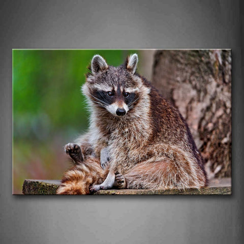 Raccoon Resting On Stone Staring Wall Art Painting The Picture Print On Canvas Animal Pictures For Home Decor Decoration Gift 