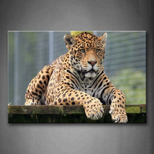 Jaguar Lying Front Staring Wall Art Painting Pictures Print On Canvas Animal The Picture For Home Modern Decoration 