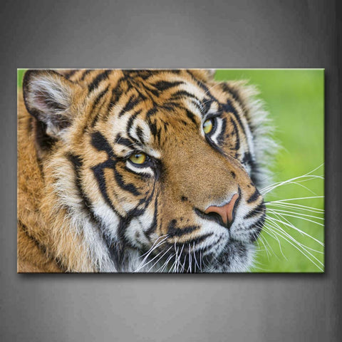 Tiger Staring With White Beard Wall Art Painting The Picture Print On Canvas Animal Pictures For Home Decor Decoration Gift 