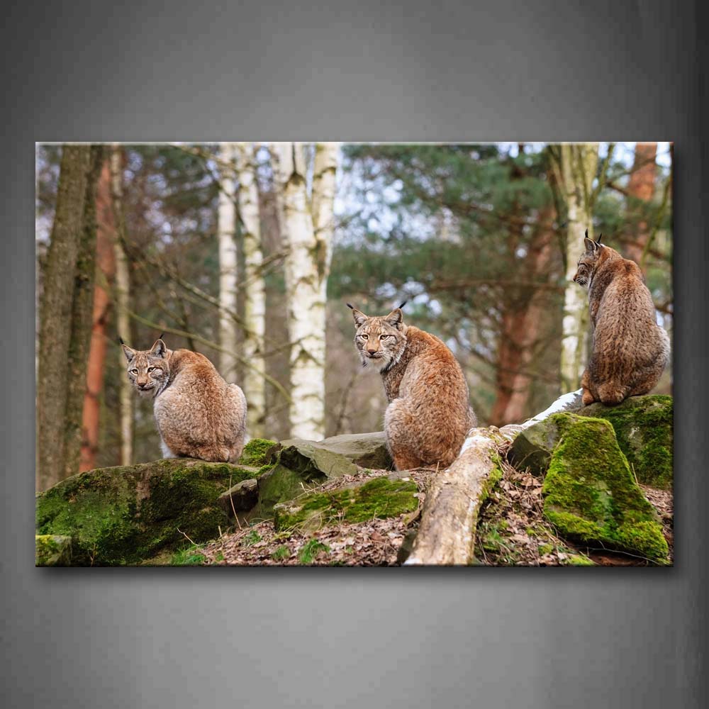 Lynx Look Back Staring With Dead Wood Moss Stone Wall Art Painting The Picture Print On Canvas Animal Pictures For Home Decor Decoration Gift 