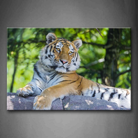 Tiger Lying Down On Stone Staring Wall Art Painting Pictures Print On Canvas Animal The Picture For Home Modern Decoration 