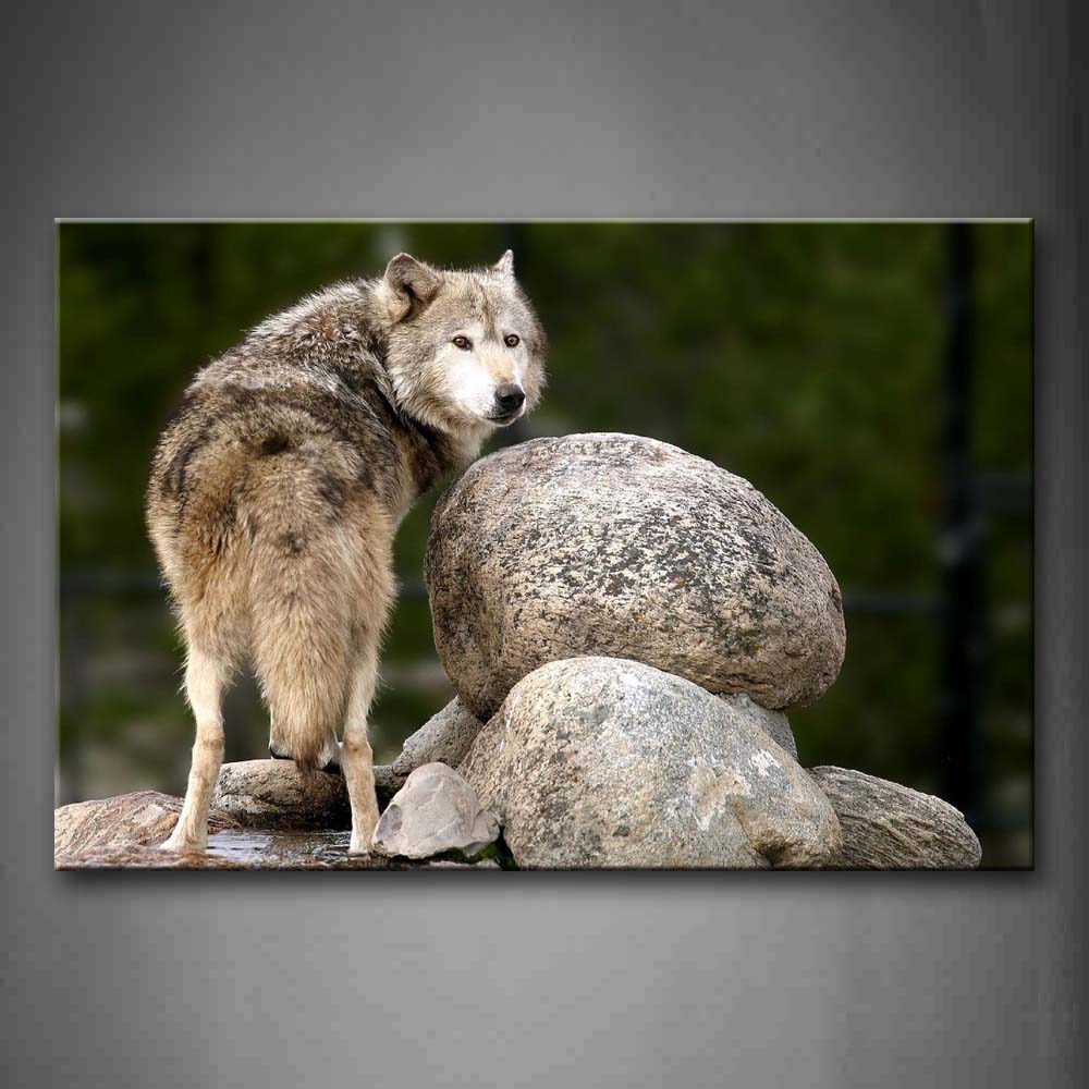 Wolf Look Back With Stone Wall Art Painting The Picture Print On Canvas Animal Pictures For Home Decor Decoration Gift 