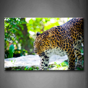 Ferocity Leopard Walking In Grass Wall Art Painting Pictures Print On Canvas Animal The Picture For Home Modern Decoration 