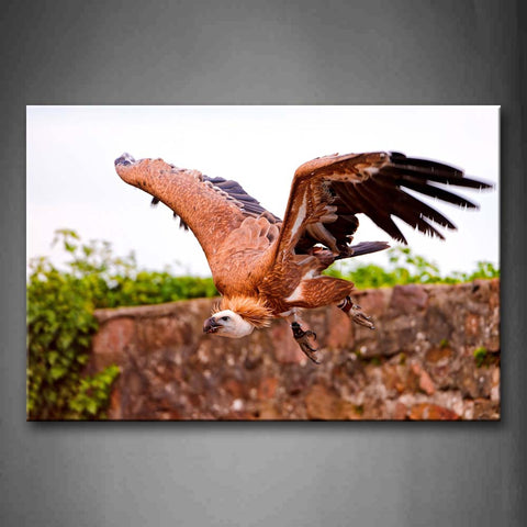 Brown Vulture Flying Foraging Wall Art Painting The Picture Print On Canvas Animal Pictures For Home Decor Decoration Gift 