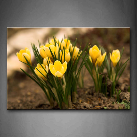 Yellow Flower With Green Leafs On Mud Wall Art Painting Pictures Print On Canvas Flower The Picture For Home Modern Decoration 