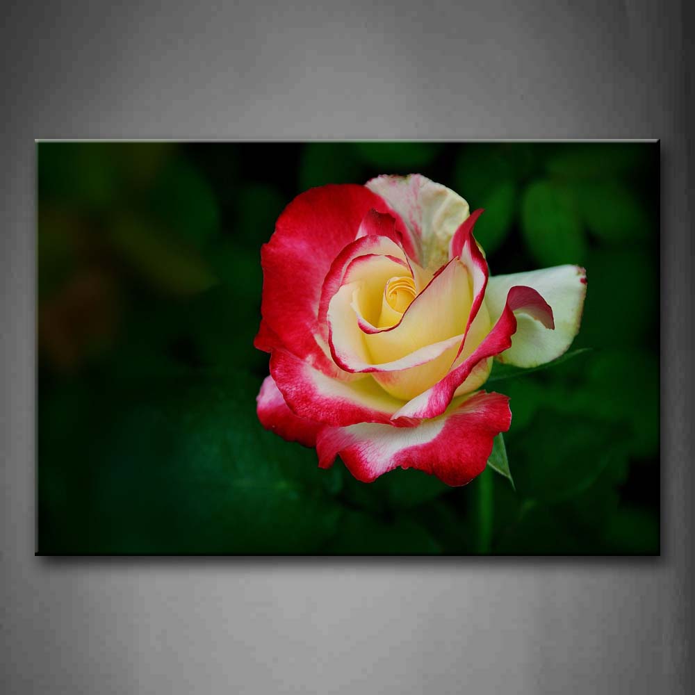 Red And White Rose Portrait Wall Art Painting The Picture Print On Canvas Flower Pictures For Home Decor Decoration Gift 