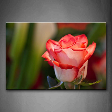 White And Pink Rose Portrait Wall Art Painting The Picture Print On Canvas Flower Pictures For Home Decor Decoration Gift 